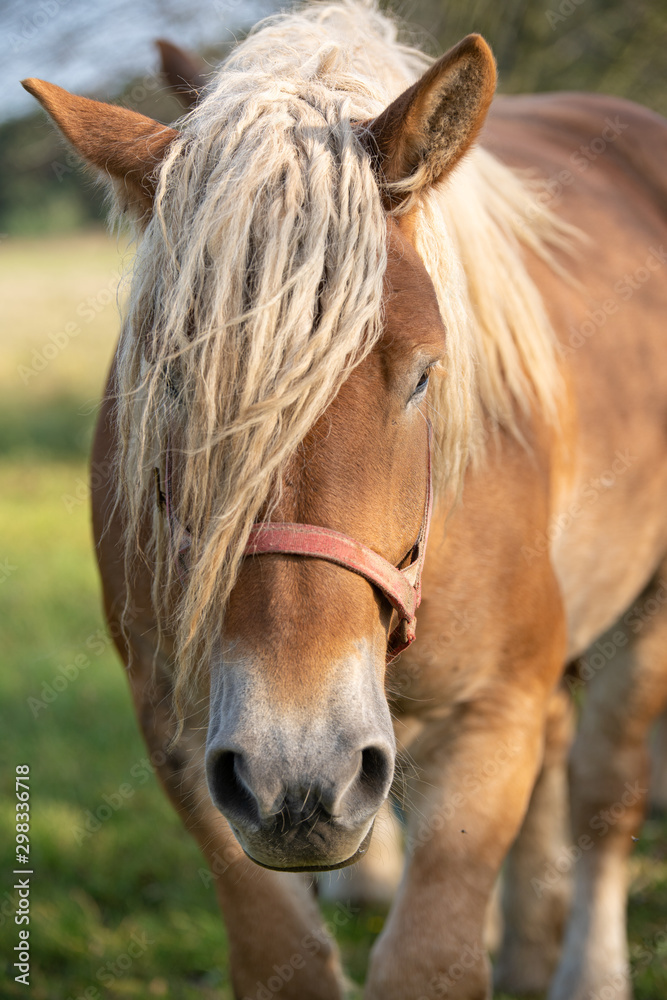 Fototapeta premium horses in the meadow