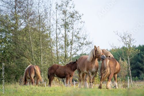 horses in the meadow