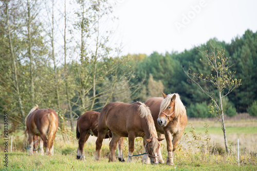 horses in the meadow