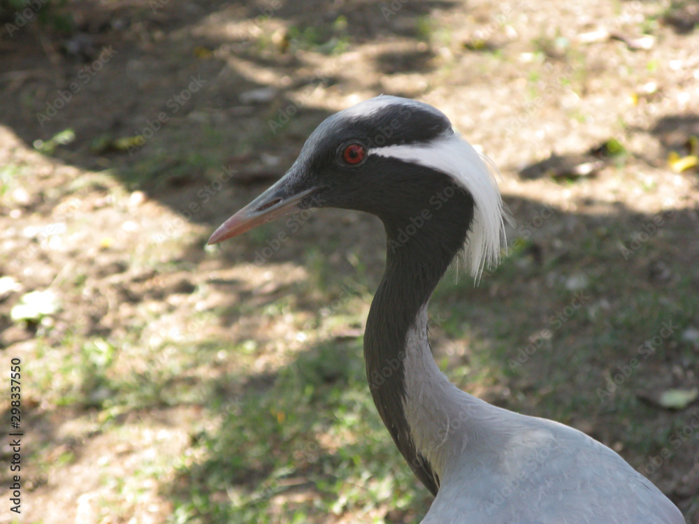 Fototapeta premium Birds