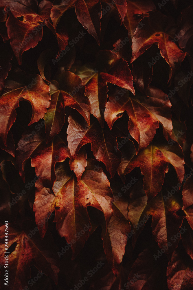 Natur Herbst Texture Hintergrund  mit Blättern