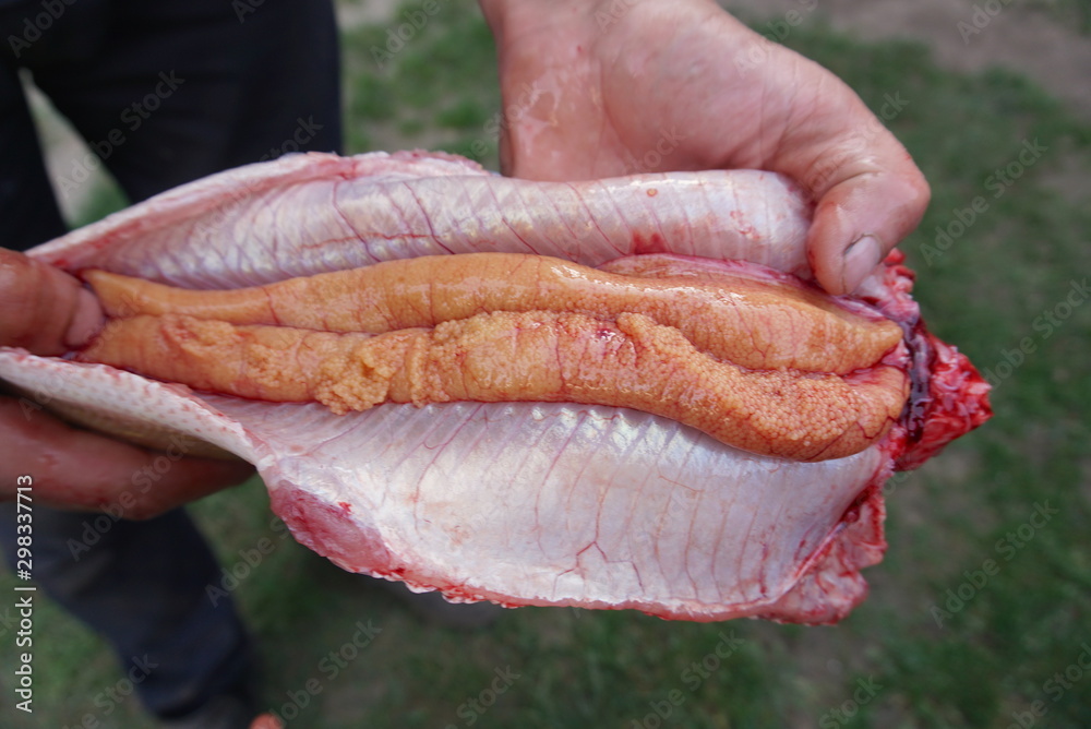 opening pike fish with caviar Stock Photo | Adobe Stock