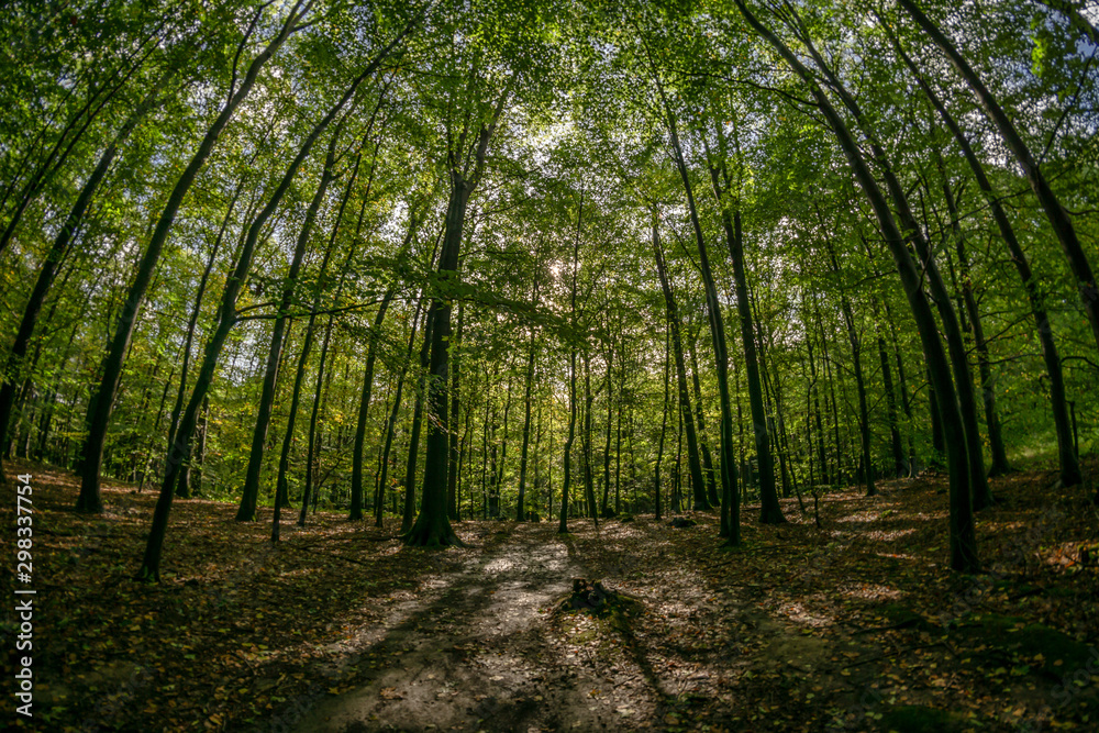 Fototapeta premium path in the forest