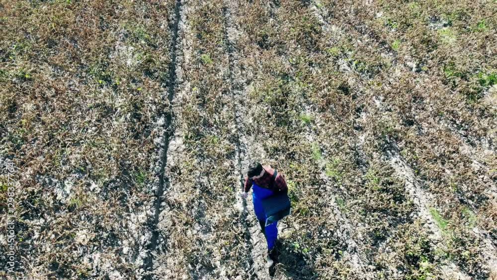 Agronome is walking with a laptop along the withered plantation Agronome is walking with a laptop along the withered plantation