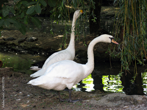 Swan