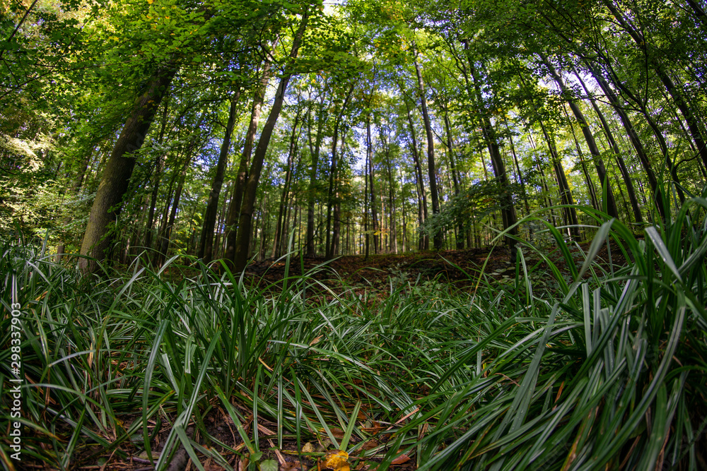 Obraz premium trees in forest