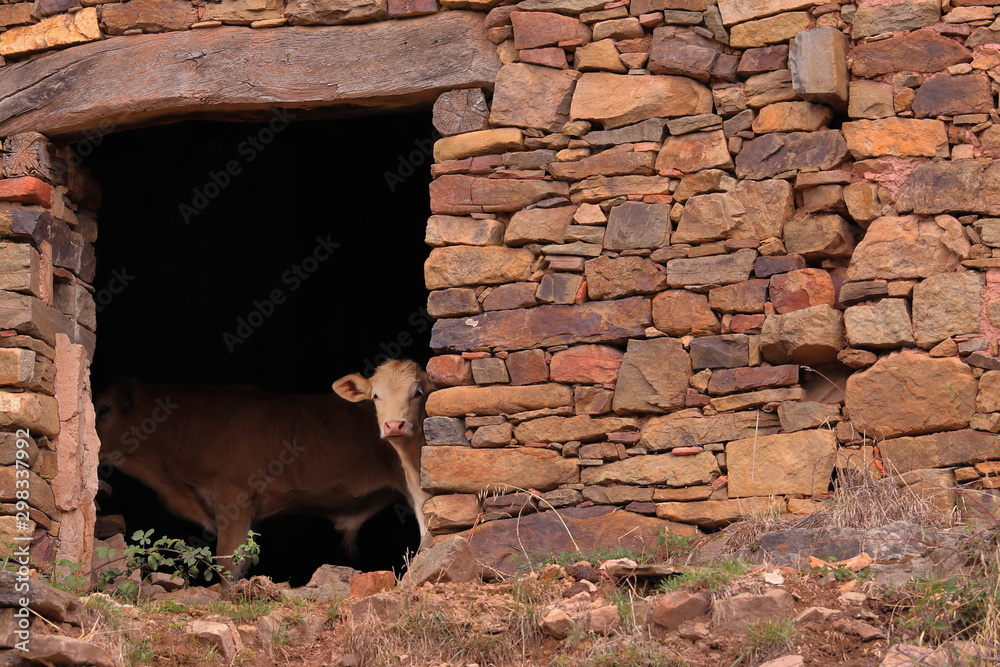 Fototapeta premium CURIOUS LITTLE CALF LOOKING OUT AT THE DOOR OF AN OLD ABANDONED STONE HOUSE