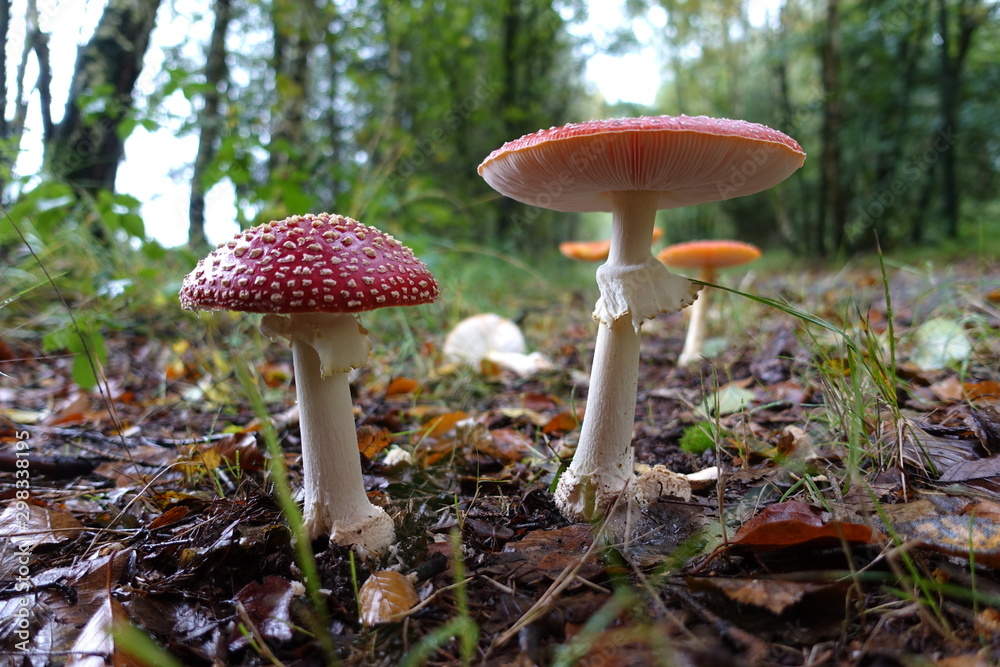 Fototapeta premium beautiful mushrooms in the forest