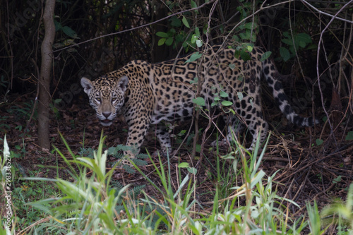 Stalking Jaguar © Barry