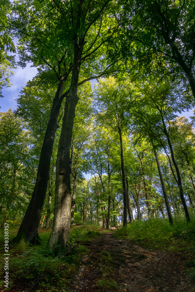 trees in the forest