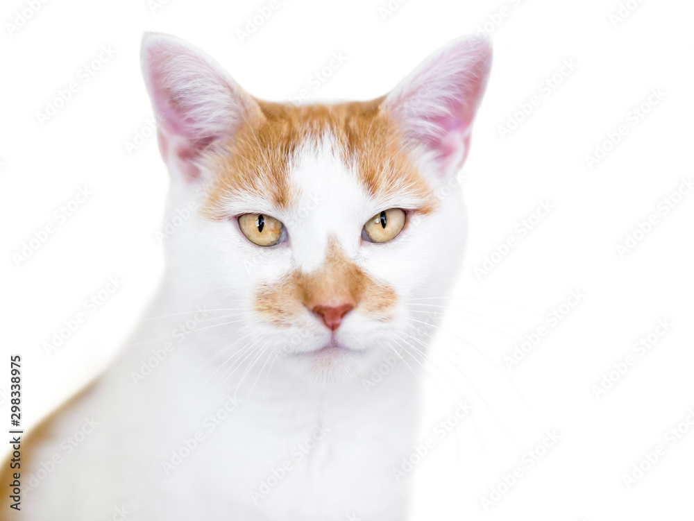 An orange and white domestic shorthair cat with golden yellow eyes