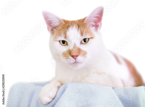 Fototapeta Naklejka Na Ścianę i Meble -  An orange and white domestic shorthair cat relaxing on a blanket