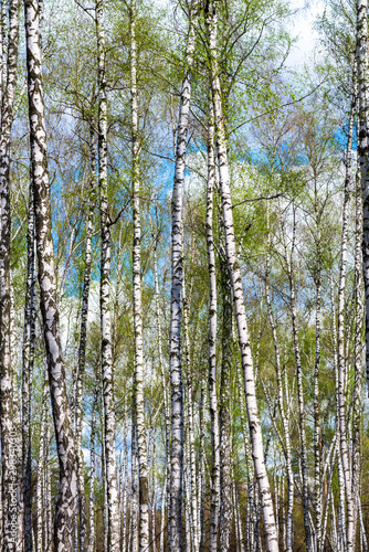 View of spring ukrainian birch forest