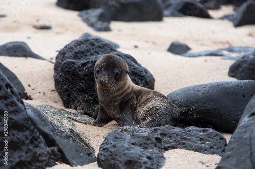 Tiny adorable Galapagos sea lion pup with sandy face seen in closeup staring while sitting on beach between rocks, Puerto Baquerizo Moreno, San Cristobal, Galapagos, Ecuador photo