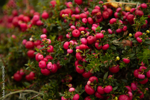 collection cranberries on autumn background