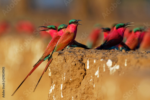 Photography Beautiful red bird - Southern Carmine Bee-eater - Merops nubicus nubicoides flyi