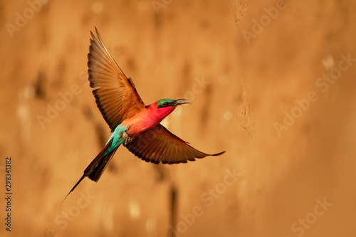 Fotografie Beautiful red bird - Southern Carmine Bee-eater - Merops nubicus nubicoides flyi