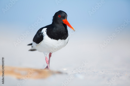 Oyster catcher (Haematopus ostralegus) standing on one leg. photo