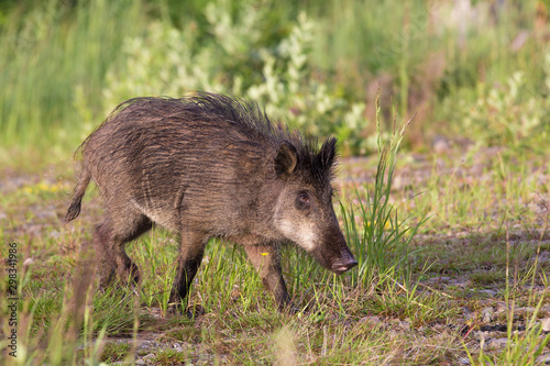 The wild boar (Sus scrofa - wild swine - Eurasian wild pig - wild pig)