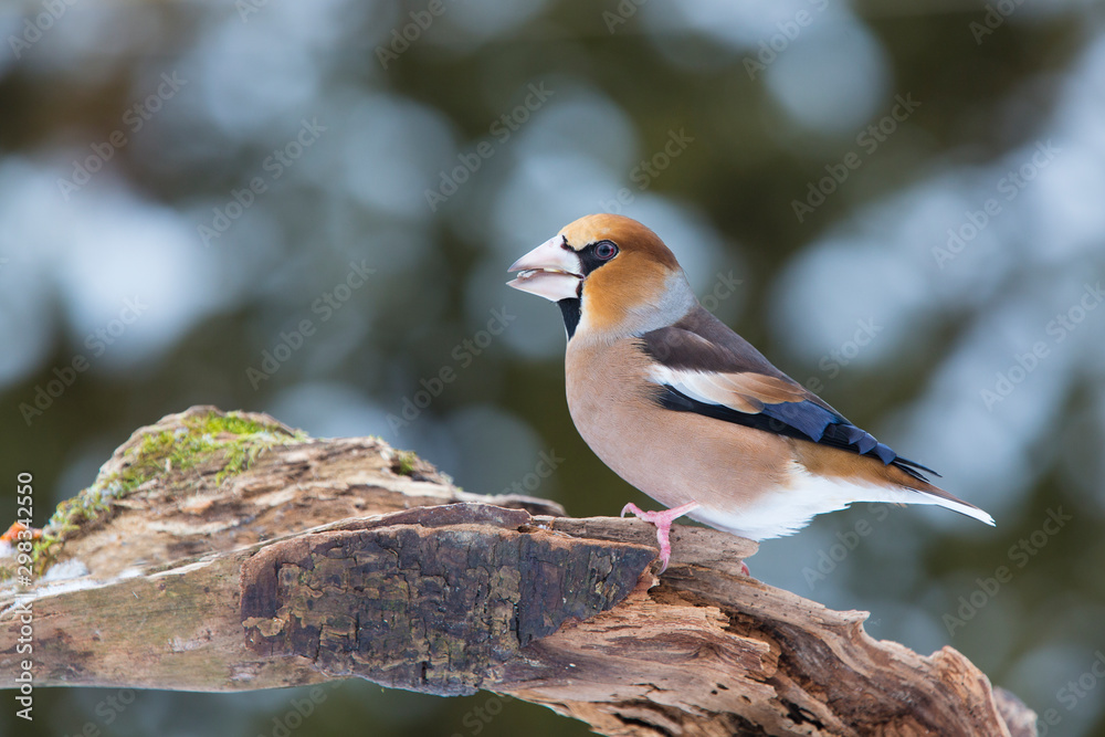 Male hawfinch perched on a snowy mossy coverd branch in winter Male hawfinch perched on a snowy mossy coverd branch in winter