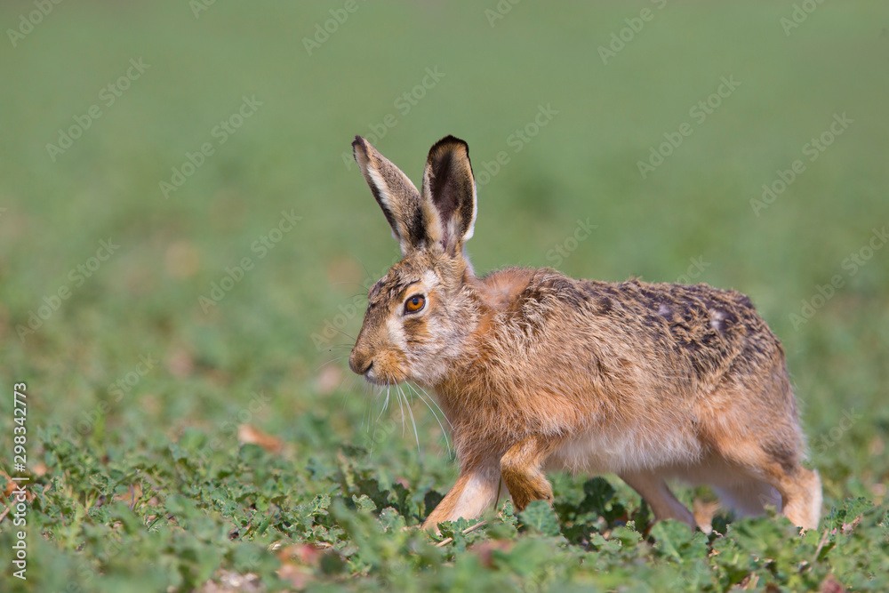 Fototapeta premium European hare, Lepus europaeus,