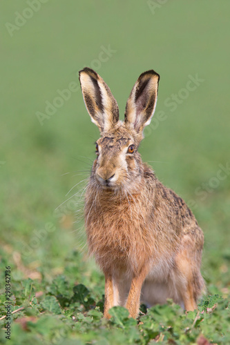 European hare  Lepus europaeus 