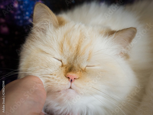 A beautiful flame-point Himalayan cat being petted by her owner. Cuddly, fluffy, sleepy, happy, long-haired orange and white feline. Human-animal bond.