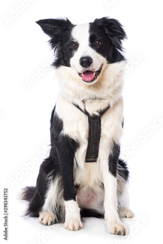Canvas Young border collie dog on white backround