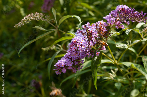 Pollination of buddleja davidi. Beautiful purple flower heads and flying bee pollinates close up. Artistic natural background. Flower in bloom