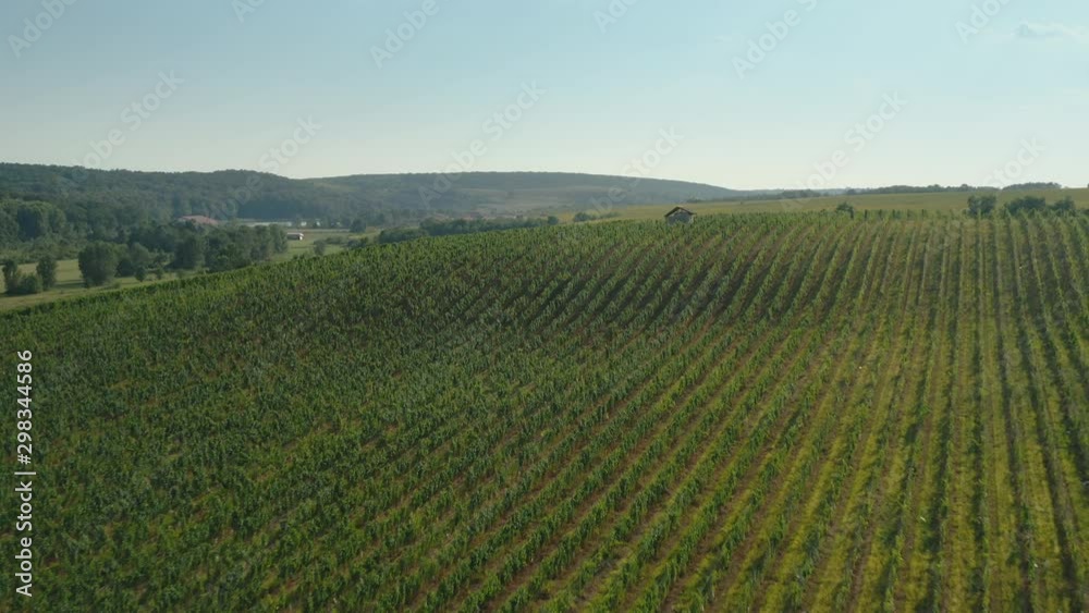 Aerial view of vineyard in summertime.
Rows of beautiful grape yard from Banat region - Romania.
Concept wine industry.