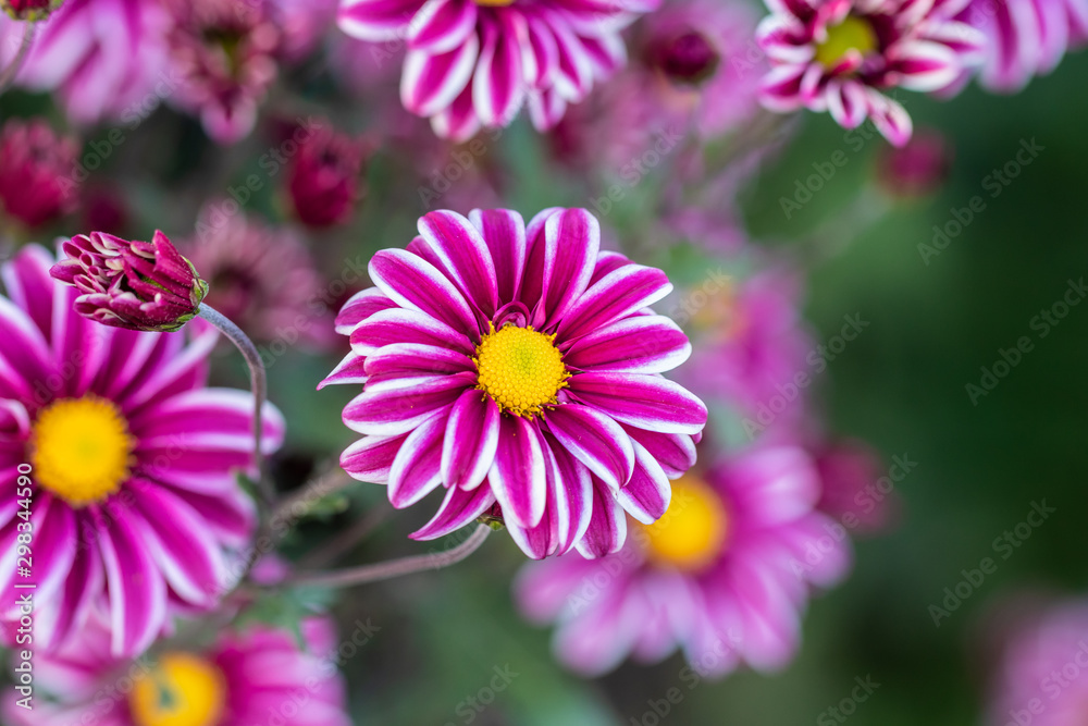 Pink chrysanthemums close up in autumn Sunny day. Autumn flowers Pink chrysanthemums close up in autumn Sunny day. Autumn flowers
