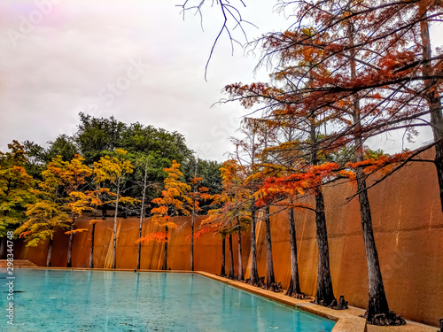 Fototapeta Naklejka Na Ścianę i Meble -  Unique Trees in Bright Autumn Colors at the Park
