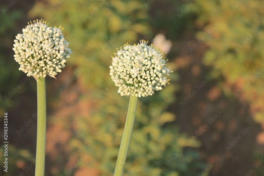 Flowering onions, or alliums on a sunny day in a summer garden Flowering onions, or alliums on a sunny day in a summer garden
