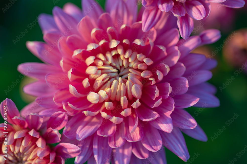 Pink chrysanthemums close up in autumn Sunny day. Autumn flowers. Pink chrysanthemums close up in autumn Sunny day. Autumn flowers.