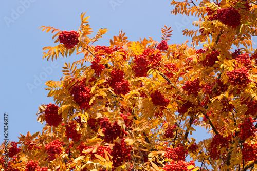bright red berries of ripe mountain ash with orange leaves on a background of blue sky.