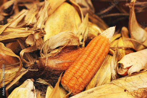 Corn. Background of dry corn