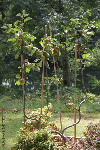 Fotografie Poirier espalier