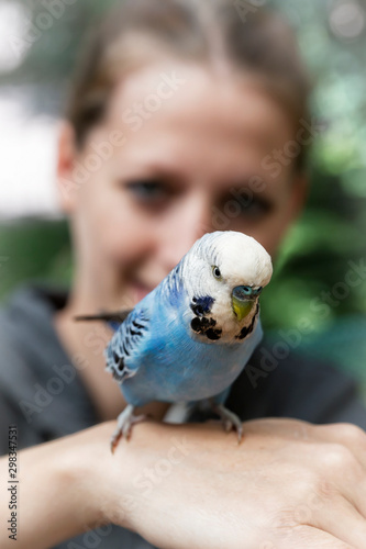 Light blue budgerigar on the hand of a woman