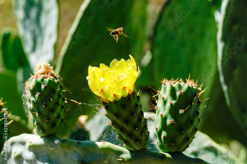 Opuntia ficus-indica  commonly known as  among others  prickly pear  fig tree  palera  prickly pear  prickly pear