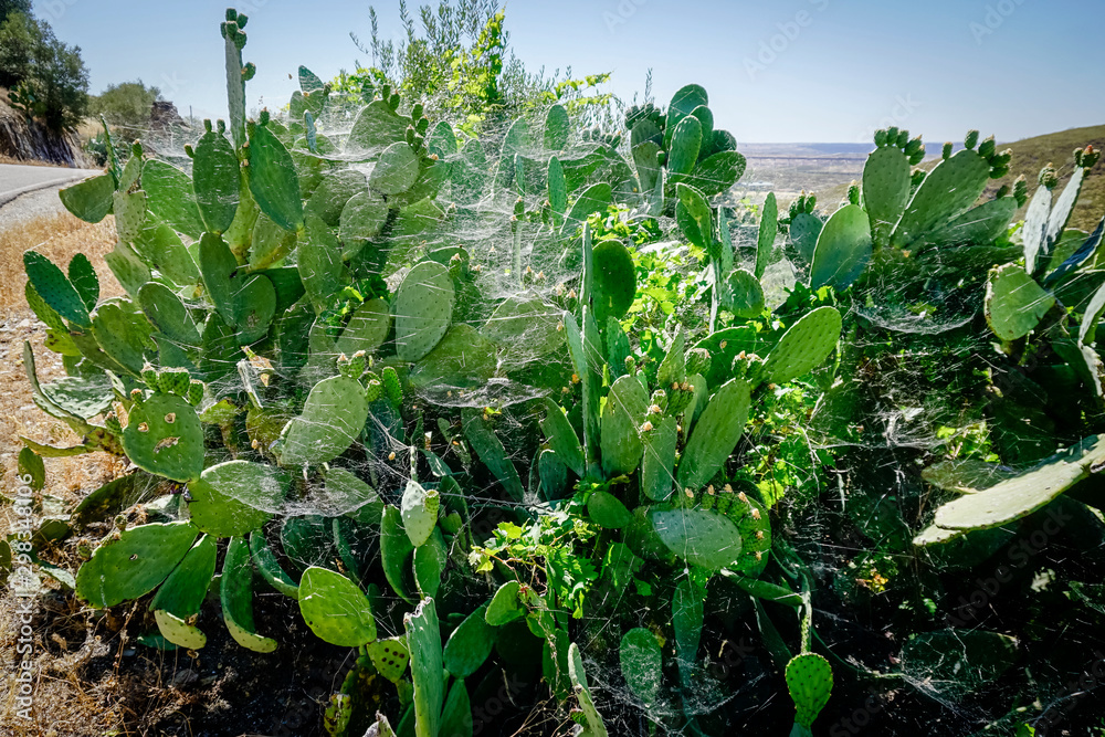 Opuntia ficus-indica, commonly known as, among others, prickly pear, fig tree, palera, prickly pear, prickly pear