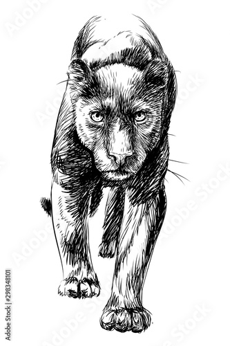 Panther. Graphic, sketchy, black and white portrait of a walking panther on a white background.