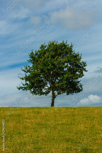 Alone Tree In A Field UK Countryside
