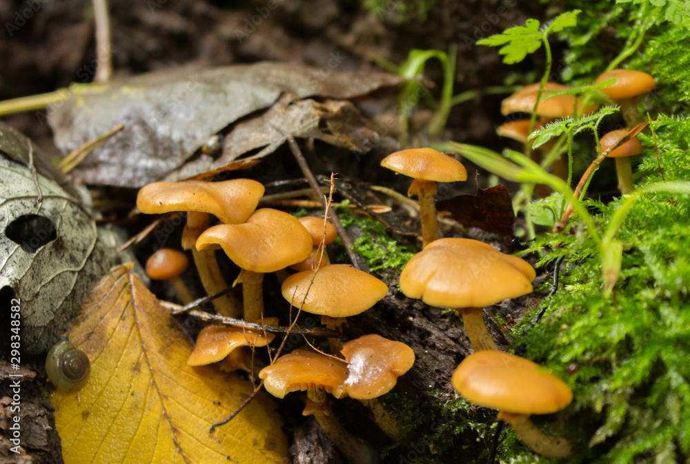 Galerina marginata Deadly Poison Mushrooms Galerina marginata Deadly Poison Mushrooms