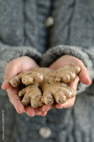 Hands holding ginger root (Zingiber officinale), close-up photo