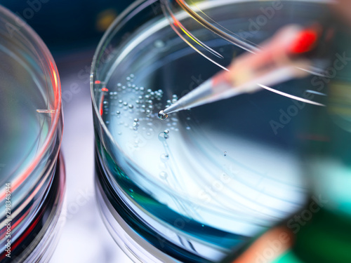 Scientist pipetting cells into a petri dish photo