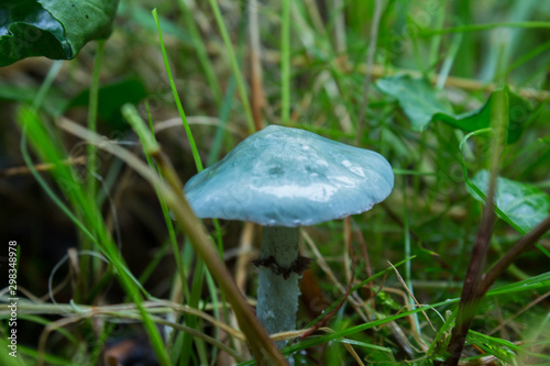 Blue Roundhead Mushroom (Stropharia caerulea)