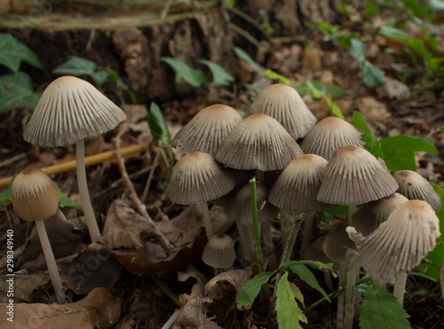 Group Of Mushrooms UK Woodland