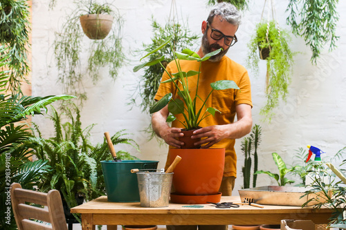 Man repotting green plant on his terrace Monstera Deliciosa plant