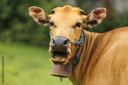 Portrait of a tropical light Asian cow grazes on green grass.