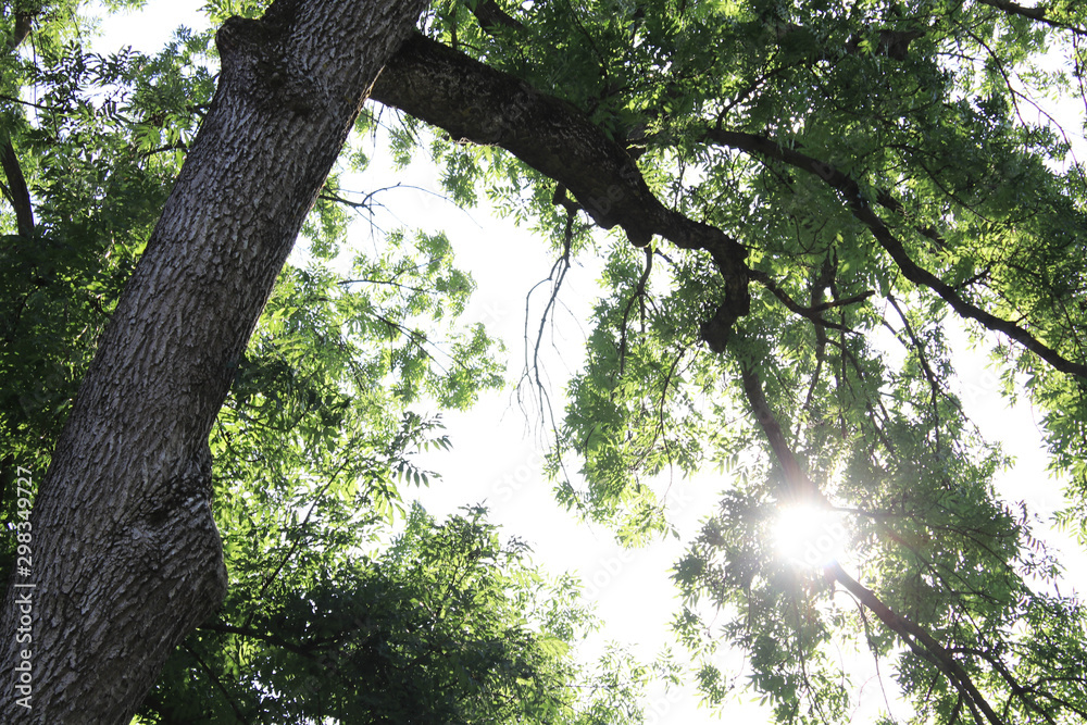 Fototapeta premium Sun rays through the branches of trees
